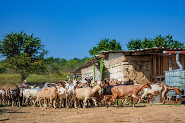 image_livestock_geuko